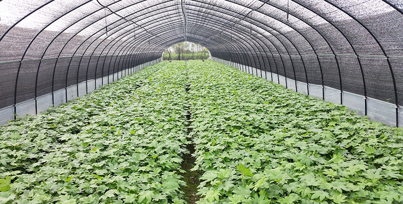 欧博abg(中国区)官方网站